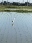 さぎ